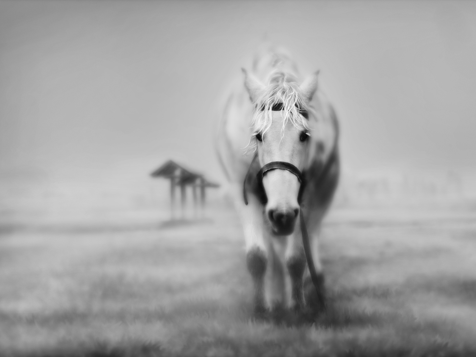 1600x1200 Black and white horse wallpaper, music and dance wallpapers
