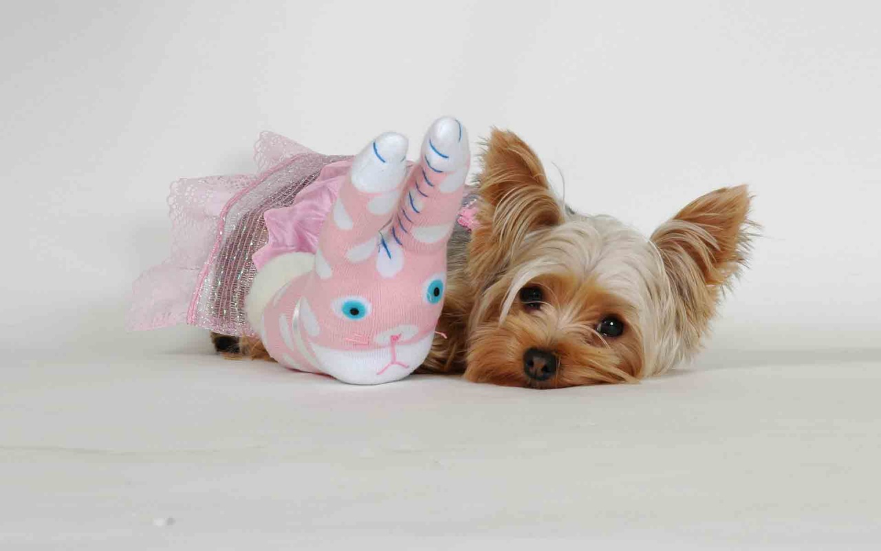 yorkie puppies wallpaper terrier puppy wallpaper 67810 yorkie puppies wallpaper terrier puppy wallpaper 67810